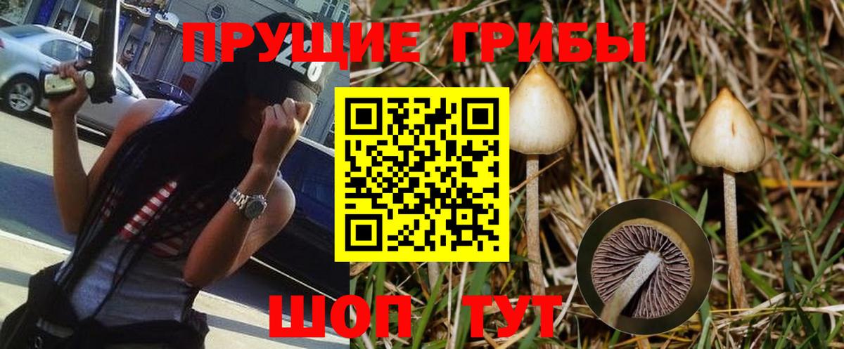 Псилоцибиновые грибы Psilocybe  Вход с VPN  Пугачёв 